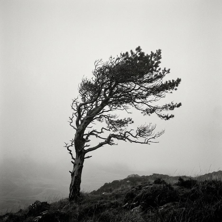 A wind-bent pine tree alone on a hill in thick fog, in black and white